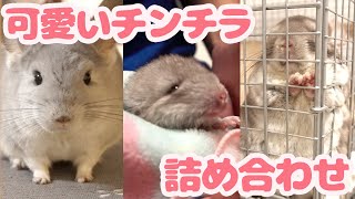 うちのチンチラたちの可愛いシーン集めました！ 短編集 チンチラつめあわせvol.1