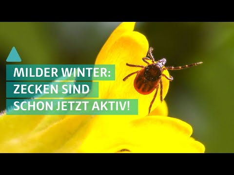 Video: Wärmerer Winter Bedeutet Weniger Krankheit