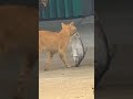 preman pasar 😸    #shorts #video #viral #lucu #kucing #orange #preman #pasar #ikan