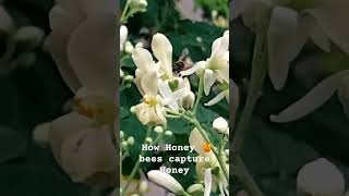 How honey  bee captures Honey#wildlife#ytshorts #honey