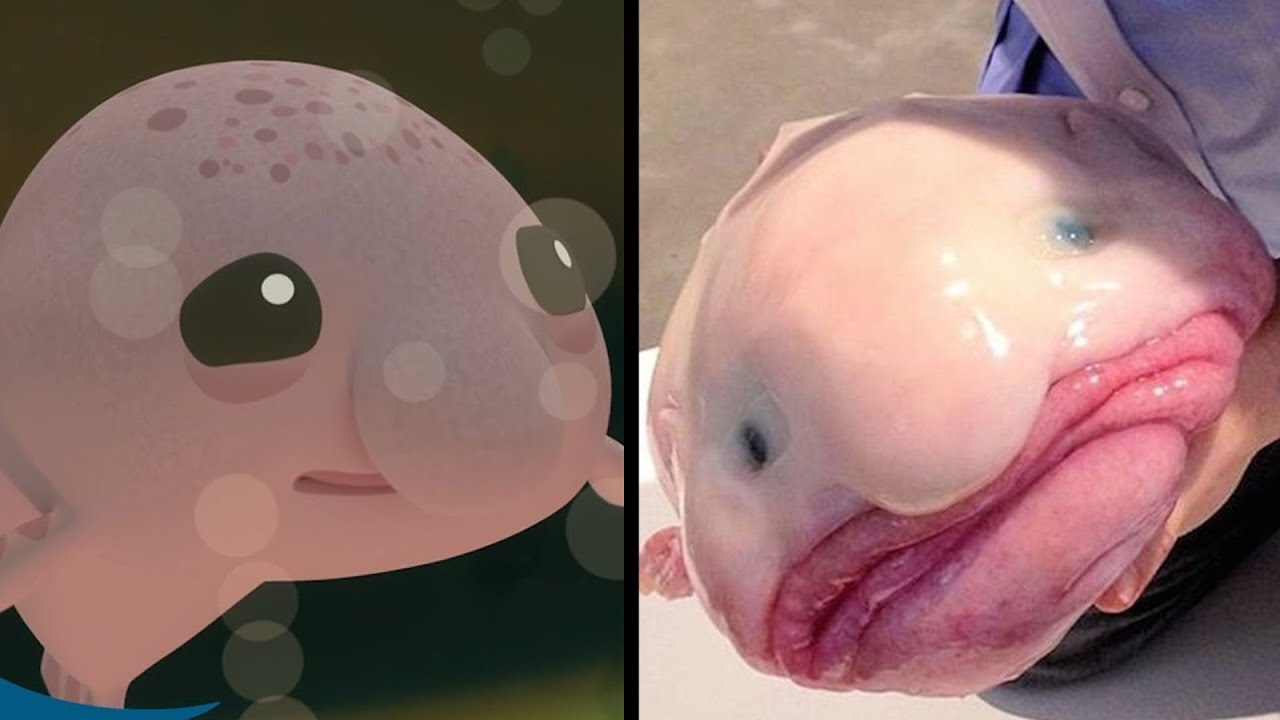 Bob the Blobfish –