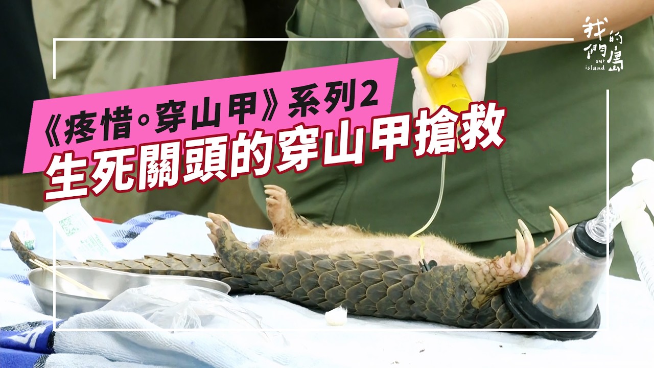 《疼惜。穿山甲》系列2｜落難的緊急搶救：共同撐起穿山甲的救護網(公視我們的島 第1343集 2026-01-26)