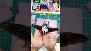 Let’s pin a Goliath beetle together 🪲📌💚