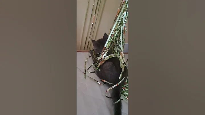 Video 10149811: british cat kitten, british cat animals