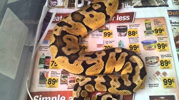 Ball python collection