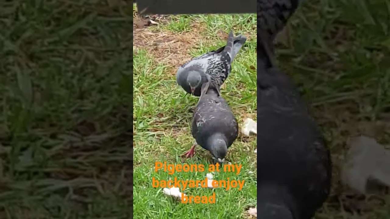 PIGEONS EAT BREAD#shorts #birds #happybird #animals #pigeons