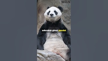 ​"The Giant Panda - The Bamboo Master"  #facts #animals  #wildlife  #wildlifeentertainment