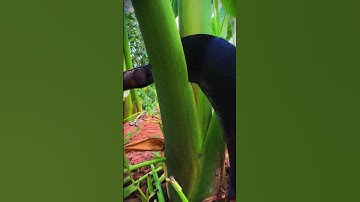 Super sharp! A simple sickle for pruning unproductive taro stems #shorts