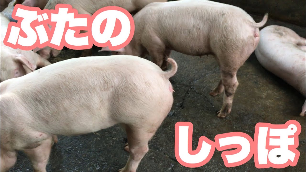フリフリ 豚の尻尾を観察してみた Youtube