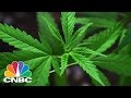 The Marijuana Gold Rush | Squawk Box | CNBC