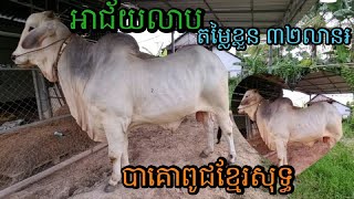 អាជ័យលាប ពូជបាគោខ្មែរសុទ្ធធំក្រាស់ល្អណាស់       The Big Bull Beef Cattle in Cambodia