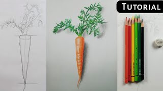 How to draw realistic carrot | step by step for beginners screenshot 3