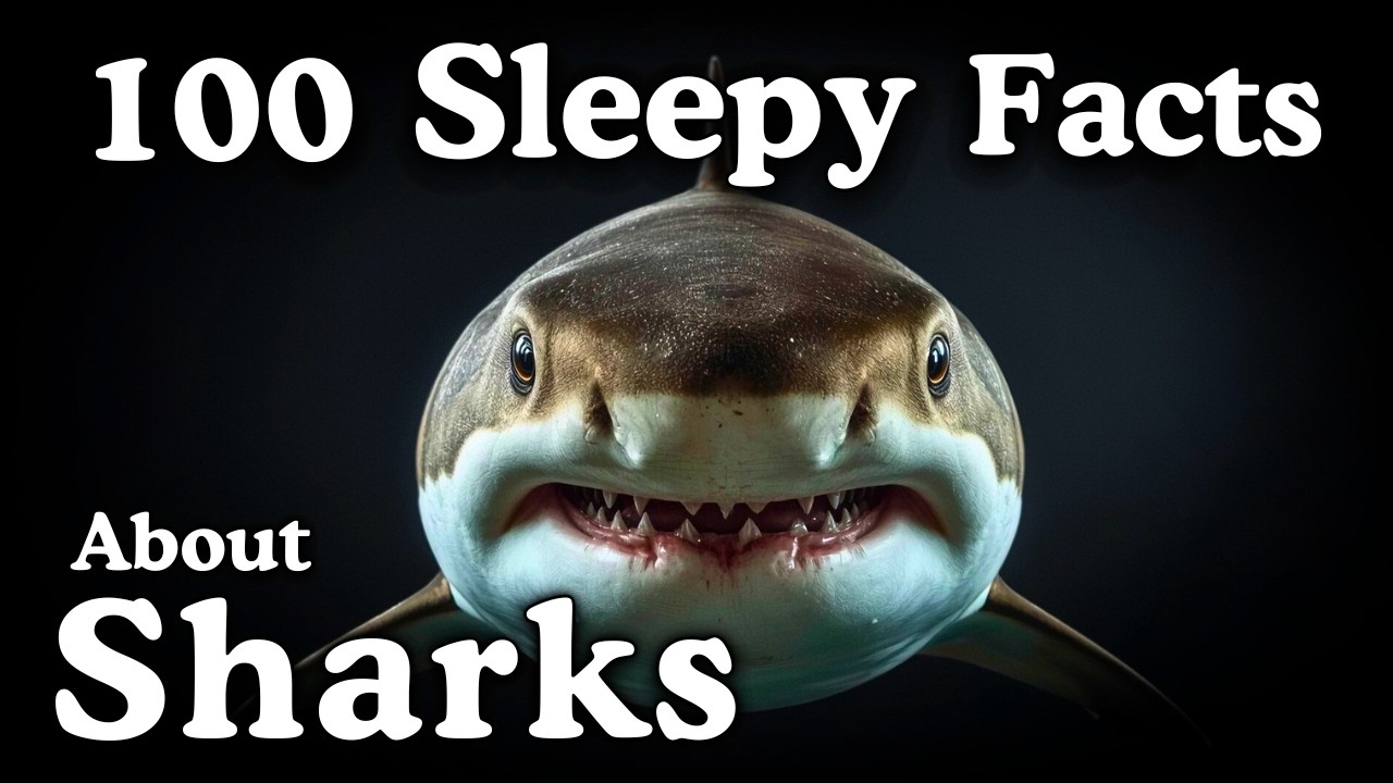 The Most Relaxing Facts About Sharks to Fall Asleep To — No Adverts