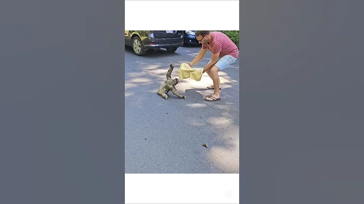 Heroes in the Wild: Reuniting Baby Sloth with his Mama #SlothRescue #WildlifeHeroes #SaveTheSloths