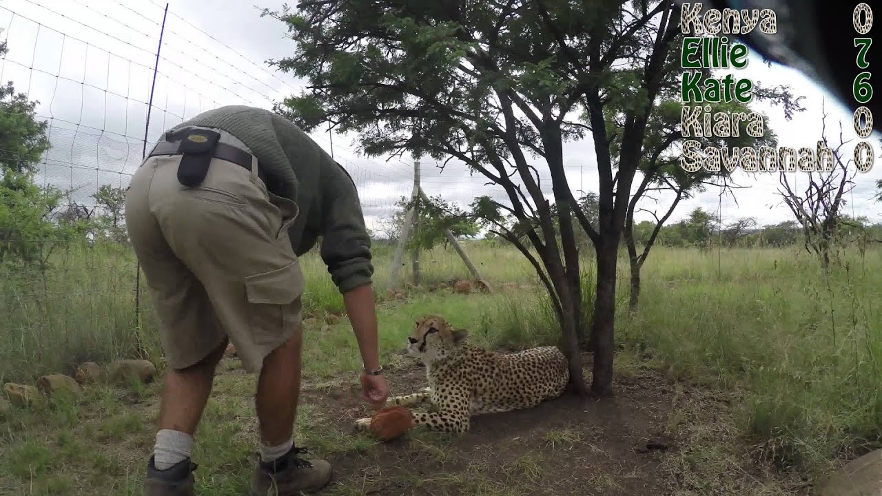 Do Cheetahs like Coconuts? - YouTube