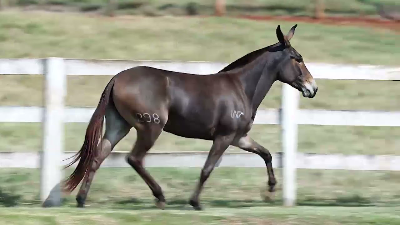 Lote 24   Etologia da unifil   WEB