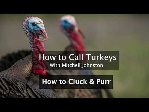 Learn How to Call Turkeys: How to Cluck & Purr