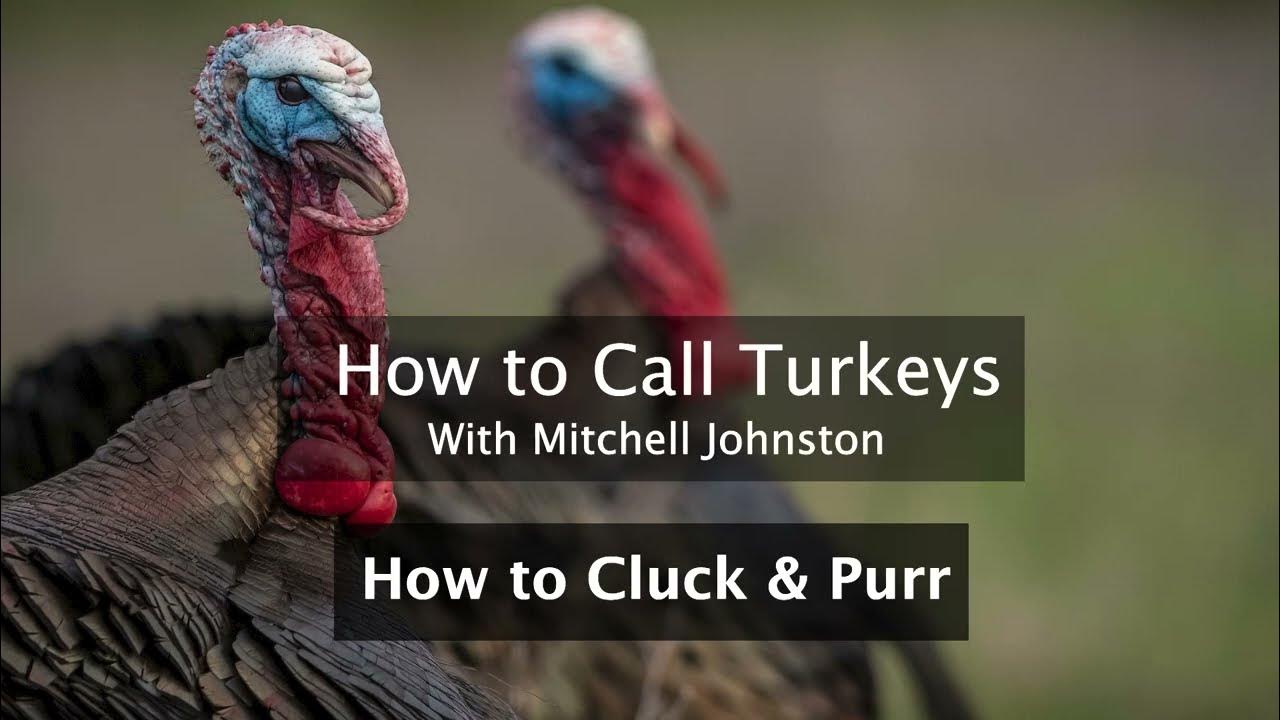Learn How to Call Turkeys How to Cluck & Purr YouTube