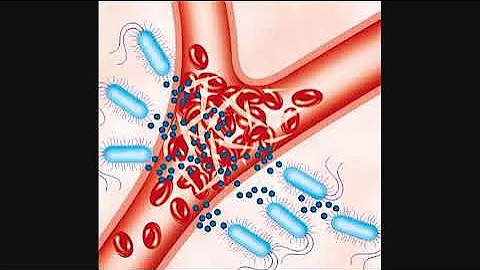 Stenotrophomonas maltophilia (canción - adaptación)