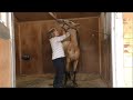 Washing an Andalusian yearling filly