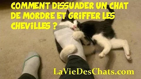 Pourquoi mon chat me mord les pieds quand je marche ?