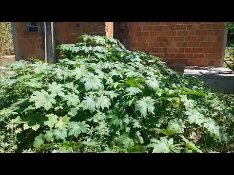 Como plantar Feijão verde