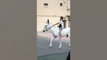 تمشي الحمير سباق الحمير الاحساء السعودية 