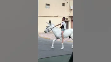 تمشي الحمير سباق الحمير الاحساء السعودية 
