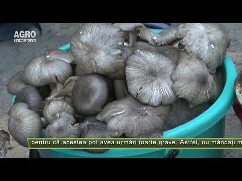 Video: Locuri cu ciuperci în Tver. Când începe sezonul ciupercilor?