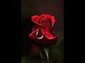❀⁀Rosas Rojas Massimo Ranieri ( Versión Español )