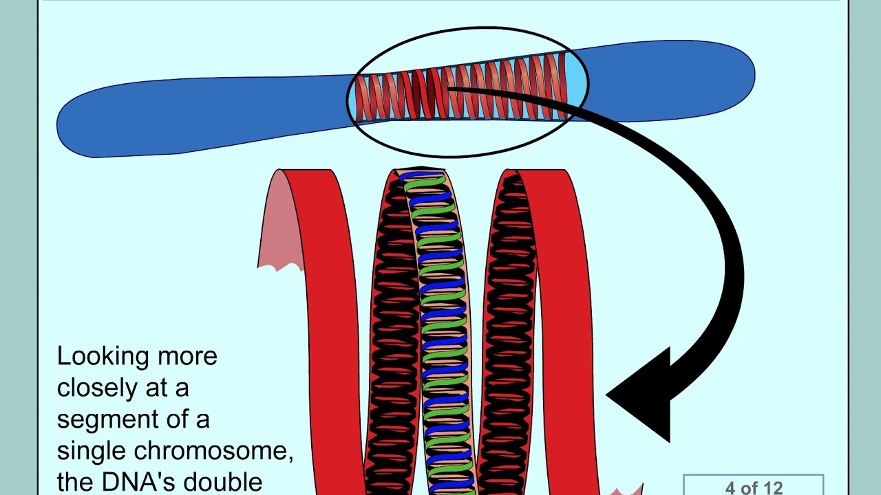 Overview Central Dogma YouTube