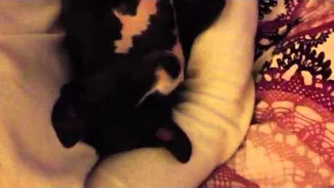 Puppy snoring