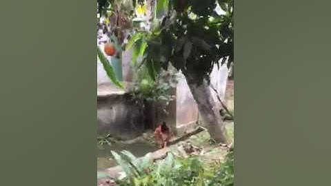 Cách thịt gà không cần cắt tiết