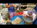 ENGORDAR PORCOS RÁPIDO E SUPER BARATO!