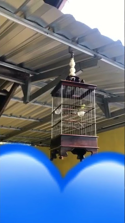 Dakbal nembak variasi wit wit brem