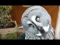 Owls Video | Cute owls adorable #owls