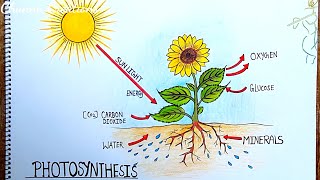 Photosynthesis Diagram Drawing..|| Process of photosynthesis Diagram drawing step by step..