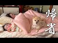 福島の実家でのんびり過ごすポメくんの一日に密着！
