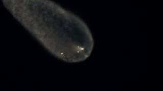 SpaceX Falcon launch, record setting with jellyfish