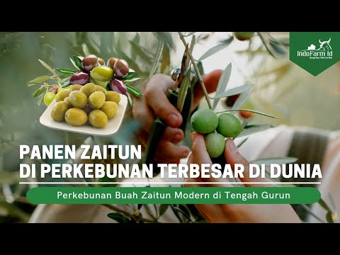 Video: Memanen Zaitun Di Rumah: Cara Memetik Zaitun Dari Pohonnya