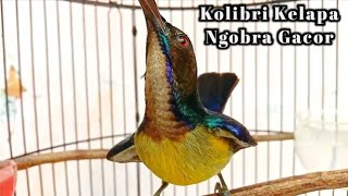 kolibri kelapa | manggar | wiceh | korlap ngobra gacor pancingan / masteran burung korlap bahan