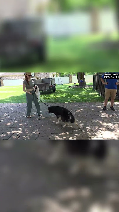 ❗ Amouranth TRAINING her DOG 🧡#shorts #youtubeshorts #viral #reels #amouranth #asmr #shortvideo