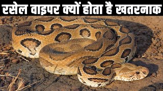 रसेल वाइपर क्यों होता है खतरनाक| Russell&#39;s viper snake is India&#39;s most dangerous snake