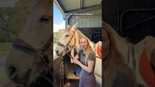 Pov That Delusional Bitless Rider