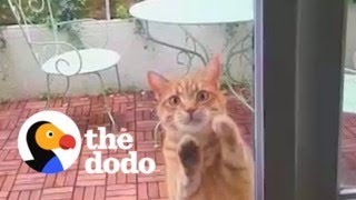 Neighbor's Cat Scratches On Couple's Door Every Day Asking To Come Inside | The Dodo