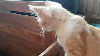 My Cat Meet New Orphan Cats by Animals Love 99 views 5 years ago 2 minutes, 1 second