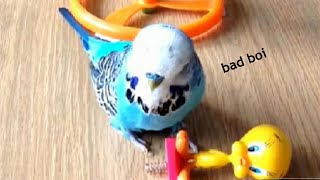 Funny Budgies and Parakeets Compilation | TikTok 2021