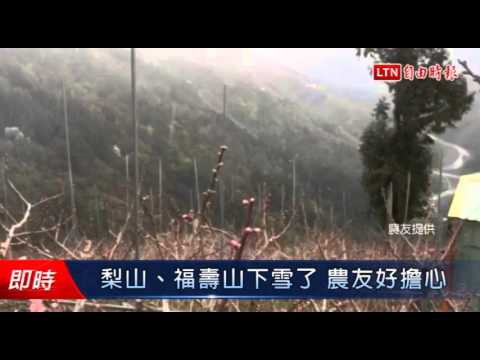 梨山、福壽山下雪了 農友好擔心 - 梨山、福壽山下雪了 農友好擔心