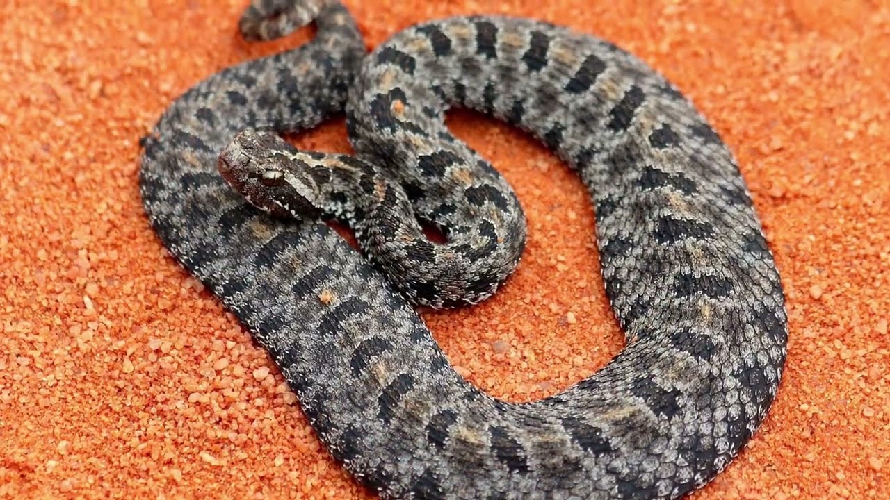 Dusky Pygmy Rattlesnakes