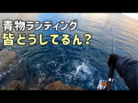 良型青物を釣りながらランディングツールについて考える ショアプラッキング Youtube